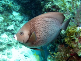 Gray Angelfish IMG 3047
